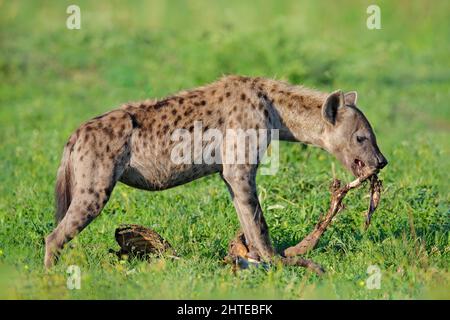 Hyäne mit Knochen. Gefleckte Hyäne, Crocuta crocuta, wütendes Tier im grünen Gras, schöner Abenduntergang. Tierverhalten aus der Natur, Tierwelt in Okav Stockfoto