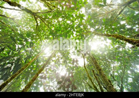 Bäume, Blick auf die Baumkrone mit Licht. Grüne Dschungellandschaft mit Regen und Nebel im Wald, Kolumbien. Berg Nebelwald in tropischer Natur. Stockfoto
