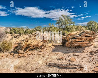 Versteinertes Holz in Escalante Petrified Forest State Park in Utah, USA Stockfoto