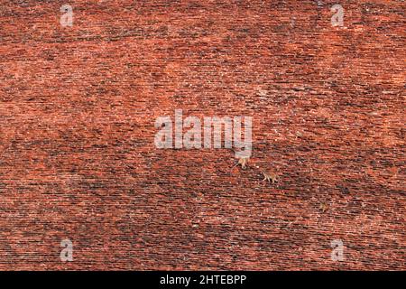 Toque, spielen Affen mit Abendsonne, auf der orangen Ziegelwand. Makaken in Naturlebensraum, Stupa Jetavanaramaya, Anuradhapura, Sri Lanka. Wildtiere s Stockfoto