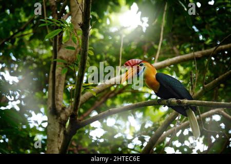 Hornbill, Rhyticeros cassidix, aus Sulawesi, Indonesien. Seltener exotischer Vogel am Nest, der auf dem Ast im grünen Tropenwald sitzt. Hornb Stockfoto