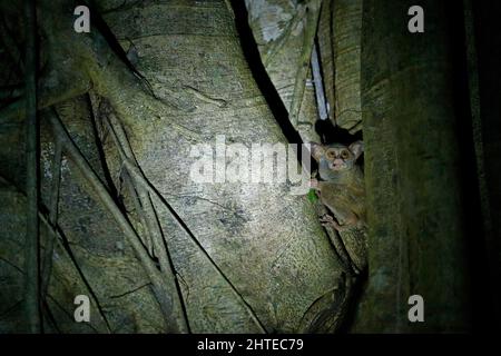 Spectral Tarsier, Tarsius Spektrum, Porträt von seltenen nachtaktiven Tier mit abgetöteten grünen Heuschrecke, im großen Ficusbaum, Tangkoko Nationalpark o Stockfoto