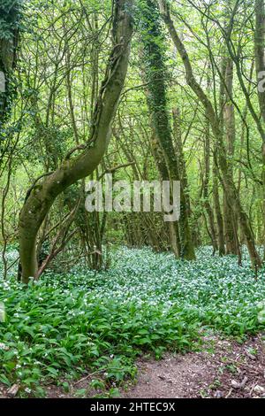 Eine Fülle von wilden Knoblauchblüten in Sussex Wald Stockfoto