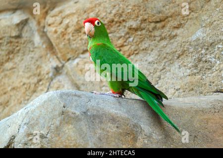 Grüner und roter Papagei. Cordillerasittich Psittacara frontatus, südamerikanische Papageienart. Es wird von Westekuador bis Sou gefunden Stockfoto