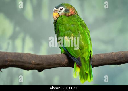 Gelbschnabeliger jamaikanischer amazonas, Amazona collaria, grüner Papagei, der auf dem Ast im natürlichen Lebensraum Jamaika sitzt. Vogel in der grünen Vegetation, Ende Stockfoto