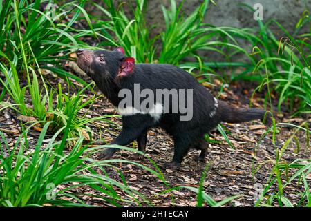 Tasmanischer Teufel, Sarcophilus harrisii, fleischfressende Beuteltier im Naturlebensraum. Seltenes Tier aus Tasmanien. Niedliches schwarzes endemisches Säugetier im Grün Stockfoto