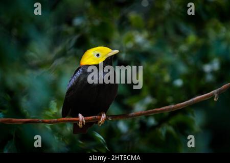 Goldkopf-Manakin, Ceratopipra erythrocephala, seltener bizarrer Vogel, Amazonas, Brasilien in Südamerika. Wildlife-Szene aus der Natur. Vogelbeobachtung in Carib Stockfoto