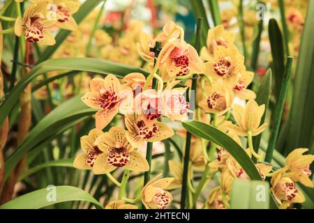 Schöne Cymbidium Orchidee im Garten unter der Sonne Stockfoto