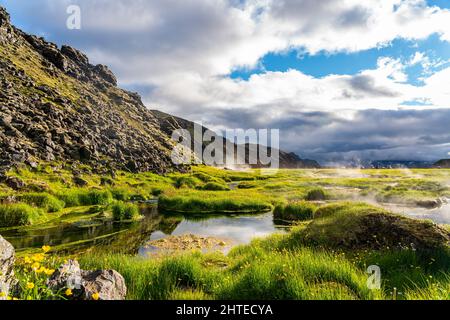 Blick auf das geothermische Gebiet im Landmannalaugar-Tal mit einem Feld von gelben Blumen und rauhen felsigen Bergen im Hochland, Island. Stockfoto