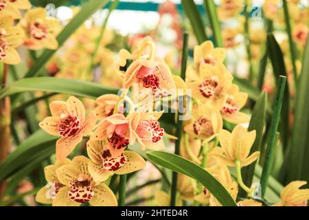 Schöne Cymbidium Orchidee im Garten unter der Sonne Stockfoto