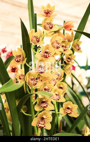 Schöne Cymbidium Orchidee im Garten unter der Sonne Stockfoto