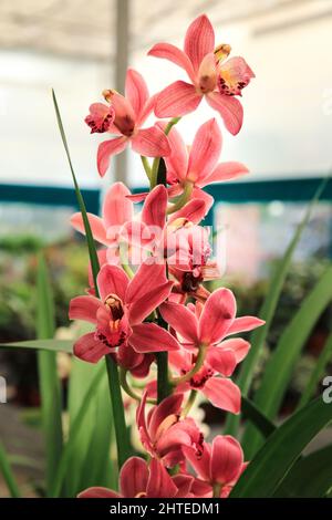 Schöne Cymbidium Orchidee im Garten unter der Sonne Stockfoto