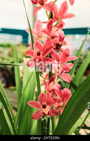 Schöne Cymbidium Orchidee im Garten unter der Sonne Stockfoto