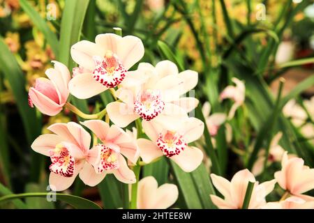 Schöne Cymbidium Orchidee im Garten unter der Sonne Stockfoto