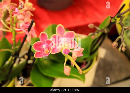 Schöne Cymbidium Orchidee im Garten unter der Sonne Stockfoto