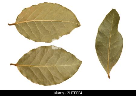 Makrofoto von getrockneten Lorbeerblättern auf isoliertem weißem Hintergrund. Laurel Leaf und laurus nobilis. Stockfoto