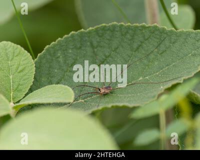 Harvestman ruht auf einem Blatt Stockfoto