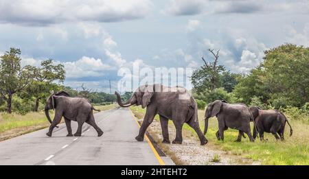 Eine Gruppe von vier afrikanischen Bush-Elefanten, Loxodonta africana, überquert den B8 - Golden Highway - im Caprivi Strip im Nordosten Namibias, südlich Stockfoto