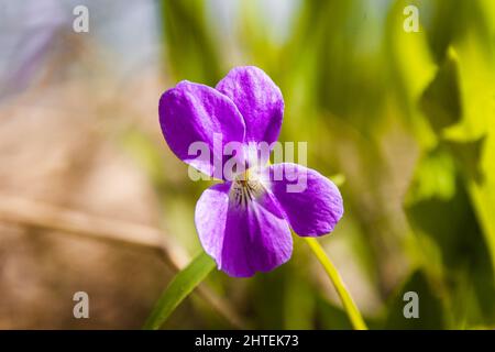 Nahaufnahme einer Blume des Waldviolettes - einer Heilpflanze und einer Frühlingshonigpflanze, sowie einer ätherischen Ölpflanze, selektiver Fokus Stockfoto