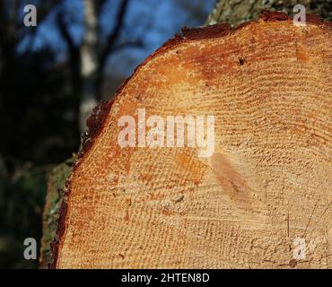 Schnitt durch abgetrennten Baumstamm, der die Alterung durch Holzkornringe zeigt Stockfoto