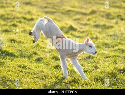 Kidderminster, Großbritannien. 27.. Februar 2022. UK Wetter: Hüpfend neugeborenes Lamm an einem sonnigen Tag. Wir befinden uns noch im meteorologischen Winter, aber der Frühling nähert sich schnell und dieses frühe Lamm ist draußen und genießt am Ende des Tages die Sonne. Kredit: Lee Hudson Stockfoto