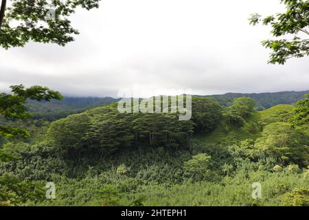Ein Hain mit Monkeypod-Bäumen in einem riesigen Regenwald im Lihue-Koloa Forest Reserve in Kapa'a, Kauai, Hawaii, USA an einem bewölkten, bewölkten Tag Stockfoto