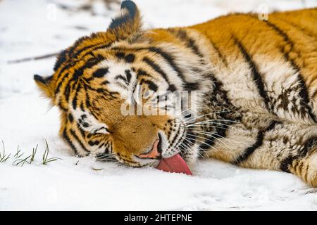 Tiger liegt im Schnee. Schöner wilder sibirischer Tiger auf Schnee Stockfoto