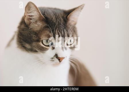 Portrait von schönen Edelkatze mit großen Augen auf hellem Hintergrund in häuslicher Umgebung. Haustier sitzt auf der Couch. Stockfoto