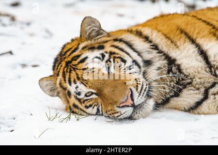 Tiger liegt im Schnee. Schöner wilder sibirischer Tiger auf Schnee Stockfoto