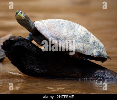 Nahaufnahme einer gelbgefleckten Flussschildkröte (Podocnemis unifilis), die auf Baumstamm in der Pampas del Yacuma, Bolivien, sitzt und von Wasser umgeben ist. Stockfoto