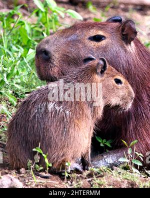 Nahaufnahme Porträt einer Mutter und eines Babys Capybara (Hydrochoerus hydrochaeris), die am Ufer der Pampas del Yacuma in Bolivien spielen. Stockfoto