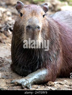 Nahaufnahme eines schlammigen Capybara (Hydrochoerus hydrochaeris), der am Ufer der Pampas del Yacuma in Bolivien ruht. Stockfoto