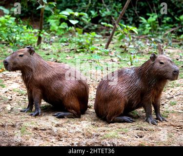 Nahaufnahme Porträt zweier Capybara (Hydrochoerus hydrochaeris), die sich Rücken an Rücken am Ufer der Pampas del Yacuma, Bolivien, sitzen. Stockfoto
