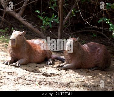 Nahaufnahme eines Porträts von zwei Capybara (Hydrochoerus hydrochaeris), die am Ufer der Pampas del Yacuma in Bolivien sitzen. Stockfoto