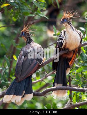 Nahaufnahme eines Porträts von zwei bizarr aussehenden bunten Hoatzins (Opisthocomus hoazin), die auf einem Ast in der Pampas del Yacuma, Bolivien, sitzen. Stockfoto