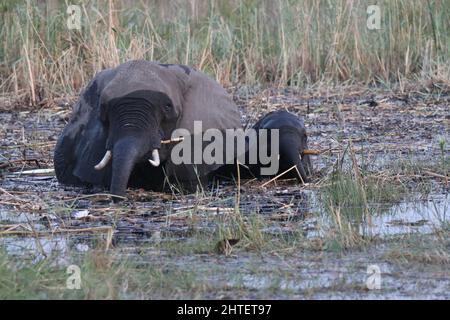 Mutter Elefant und ihr Baby essen am späten Nachmittag im Kwando Fluss in Namibia Stockfoto