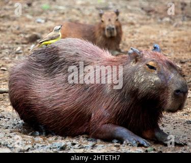Nahaufnahme eines schlammigen Capybara (Hydrochoerus hydrochaeris), der am Ufer der Pampas del Yacuma in Bolivien sitzt. Stockfoto