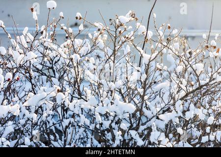 Äste von Büschen unter Schnee am Wintertag. Winterhintergrund. Stockfoto