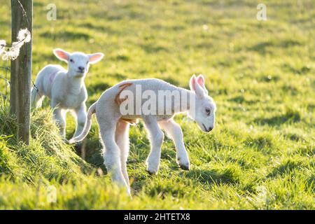 Kidderminster, Großbritannien. 27.. Februar 2022. UK Wetter: Springen neugeborener Lämmer an einem sonnigen Tag. Wir befinden uns noch im meteorologischen Winter, aber der Frühling nähert sich schnell und dieses frühe Lamm ist draußen und genießt am Ende des Tages die Sonne. Kredit: Lee Hudson Stockfoto