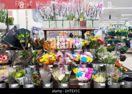 Floral Florist Display von geschnittenen Blumen in britischen Kindergärten auf Regalen im Supermarkt Morrisons gewachsen Februar 2022 Großbritannien Großbritannien KATHY DEWITT Stockfoto