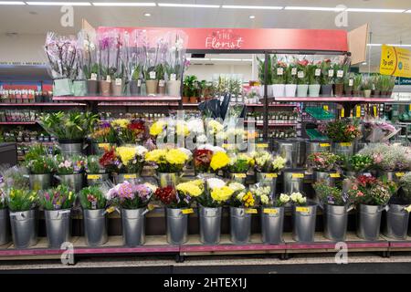 Floral Floristen zeigen Reihen von geschnittenen Blumen in britischen Kindergärten auf Regalen im Supermarkt Morrisons Februar 2022 Großbritannien Großbritannien KATHY DEWITT Stockfoto