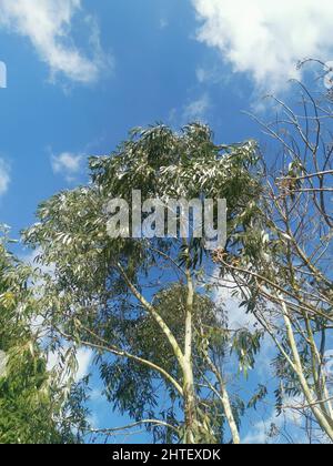 Vertikales Bild des Blickes durch Eukalyptusbaum zum blauen Himmel darüber Stockfoto