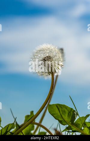 Vertikale Aufnahme eines Löwenzahn Stockfoto
