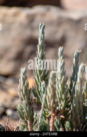 Nahaufnahme von Pale Stonecrop (Petrosedum sediforme) Stockfoto