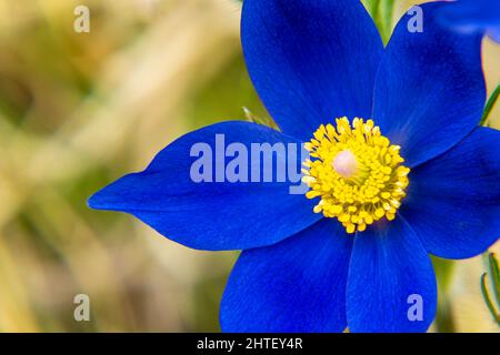 Helle kontrastierende Blüten von Pulsatilla pratensis dunkelblau mit einem zentralen Teil von hellem Gelb, ziehen Insekten an - Bestäuber, selektiver Fokus Stockfoto