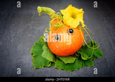 Lustiger roter Kuri-Squash mit schönen Augen auf Blättern auf dunklem Hintergrund Stockfoto