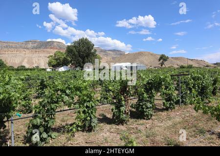 Blick über die Weingärten in einem Weingut in Palisade, Colorado, USA Stockfoto