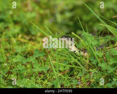 Grasschlange ruht im Gras Stockfoto