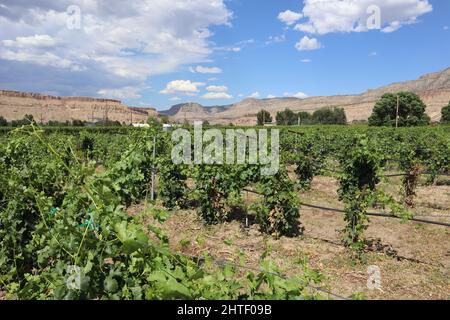 Landschaftsansicht über Weingärten in einer Weinkellerei in Palisade, Colorado, USA Stockfoto