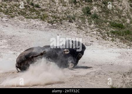 Im Yellowstone Hayden Valley rollt ein Bison im Dreck. Stockfoto